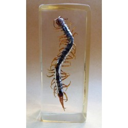REAL INSECT - INSETTO SOTTO RESINA "SCOLOPENDRA" PAPERWEIGHT Cm: 4,5x11