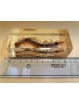 REAL INSECT - INSETTO SOTTO RESINA "SCOLOPENDRA" PAPERWEIGHT Cm: 4,5x11