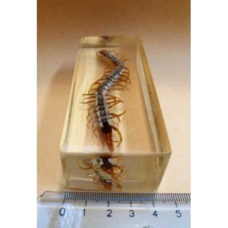 REAL INSECT - INSETTO SOTTO RESINA "SCOLOPENDRA" PAPERWEIGHT Cm: 4,5x11
