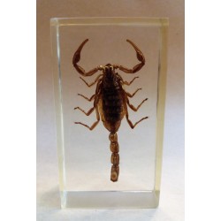 REAL INSECT - INSETTO SOTTO RESINA "SCORPIONE" MESOBUTHUS MARTENSII 4x7 Cm