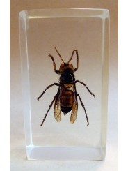 REAL INSECT - INSETTO SOTTO RESINA "CALABRONE" ASIAN HORNET PAPERWEIGHT 4x7 Cm