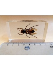 REAL INSECT - INSETTO SOTTO RESINA "CALABRONE" ASIAN HORNET PAPERWEIGHT 4x7 Cm