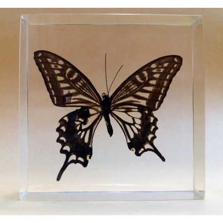 REAL INSECT - INSETTO SOTTO RESINA "FARFALLA" R.2 BUTTERFLY PAPERWEIGHT 9x9 Cm