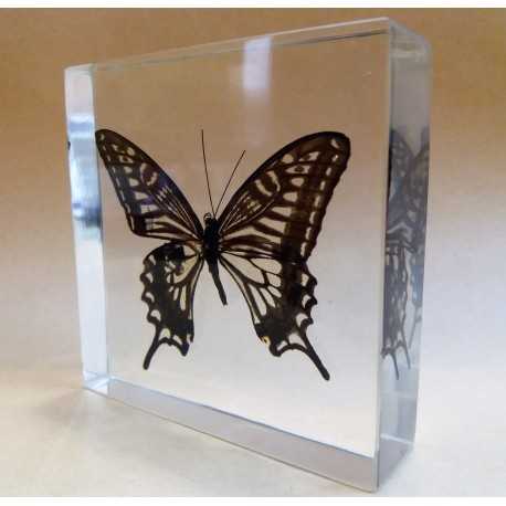 REAL INSECT - INSETTO SOTTO RESINA "FARFALLA" R.2 BUTTERFLY PAPERWEIGHT 9x9 Cm