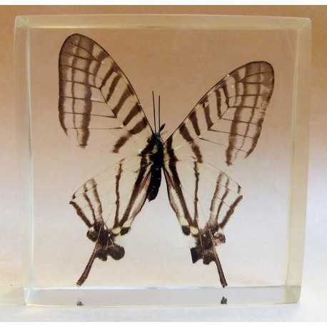 REAL INSECT - INSETTO SOTTO RESINA "FARFALLA" R.10 BUTTERFLY PAPERWEIGHT 7x7 Cm
