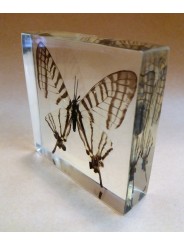 REAL INSECT - INSETTO SOTTO RESINA "FARFALLA" R.10 BUTTERFLY PAPERWEIGHT 7x7 Cm