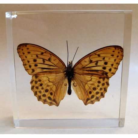 REAL INSECT - INSETTO SOTTO RESINA "FARFALLA" R.4 BUTTERFLY PAPERWEIGHT 7x7 Cm