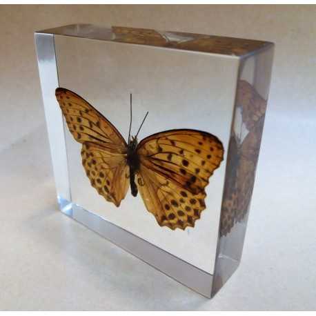 REAL INSECT - INSETTO SOTTO RESINA "FARFALLA" R.4 BUTTERFLY PAPERWEIGHT 7x7 Cm