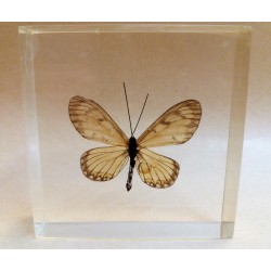 REAL INSECT - INSETTO SOTTO RESINA "FARFALLA" R.8 BUTTERFLY PAPERWEIGHT 7x7 Cm