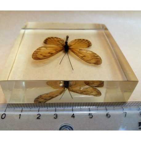 REAL INSECT - INSETTO SOTTO RESINA "FARFALLA" R.8 BUTTERFLY PAPERWEIGHT 7x7 Cm