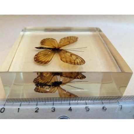REAL INSECT - INSETTO SOTTO RESINA "FARFALLA" R.8 BUTTERFLY PAPERWEIGHT 7x7 Cm