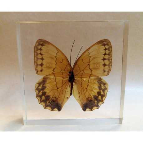 REAL INSECT - INSETTO SOTTO RESINA "FARFALLA" R.3 BUTTERFLY PAPERWEIGHT 10x10 Cm