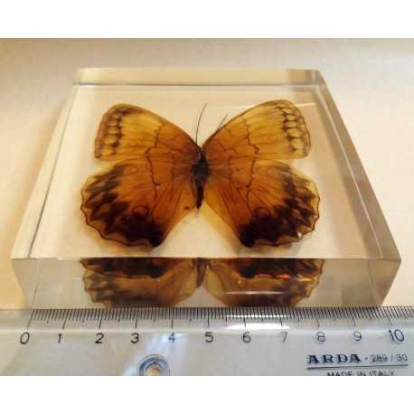 REAL INSECT - INSETTO SOTTO RESINA "FARFALLA" R.3 BUTTERFLY PAPERWEIGHT 10x10 Cm