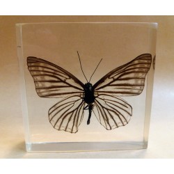 REAL INSECT - INSETTO SOTTO RESINA "FARFALLA" R.5 BUTTERFLY PAPERWEIGHT 7x7 Cm