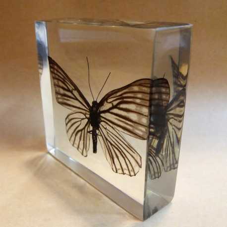 REAL INSECT - INSETTO SOTTO RESINA "FARFALLA" R.5 BUTTERFLY PAPERWEIGHT 7x7 Cm