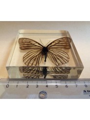 REAL INSECT - INSETTO SOTTO RESINA "FARFALLA" R.5 BUTTERFLY PAPERWEIGHT 7x7 Cm
