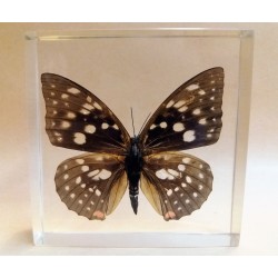 REAL INSECT - INSETTO SOTTO RESINA "FARFALLA" R.1 BUTTERFLY PAPERWEIGHT 9x9 Cm
