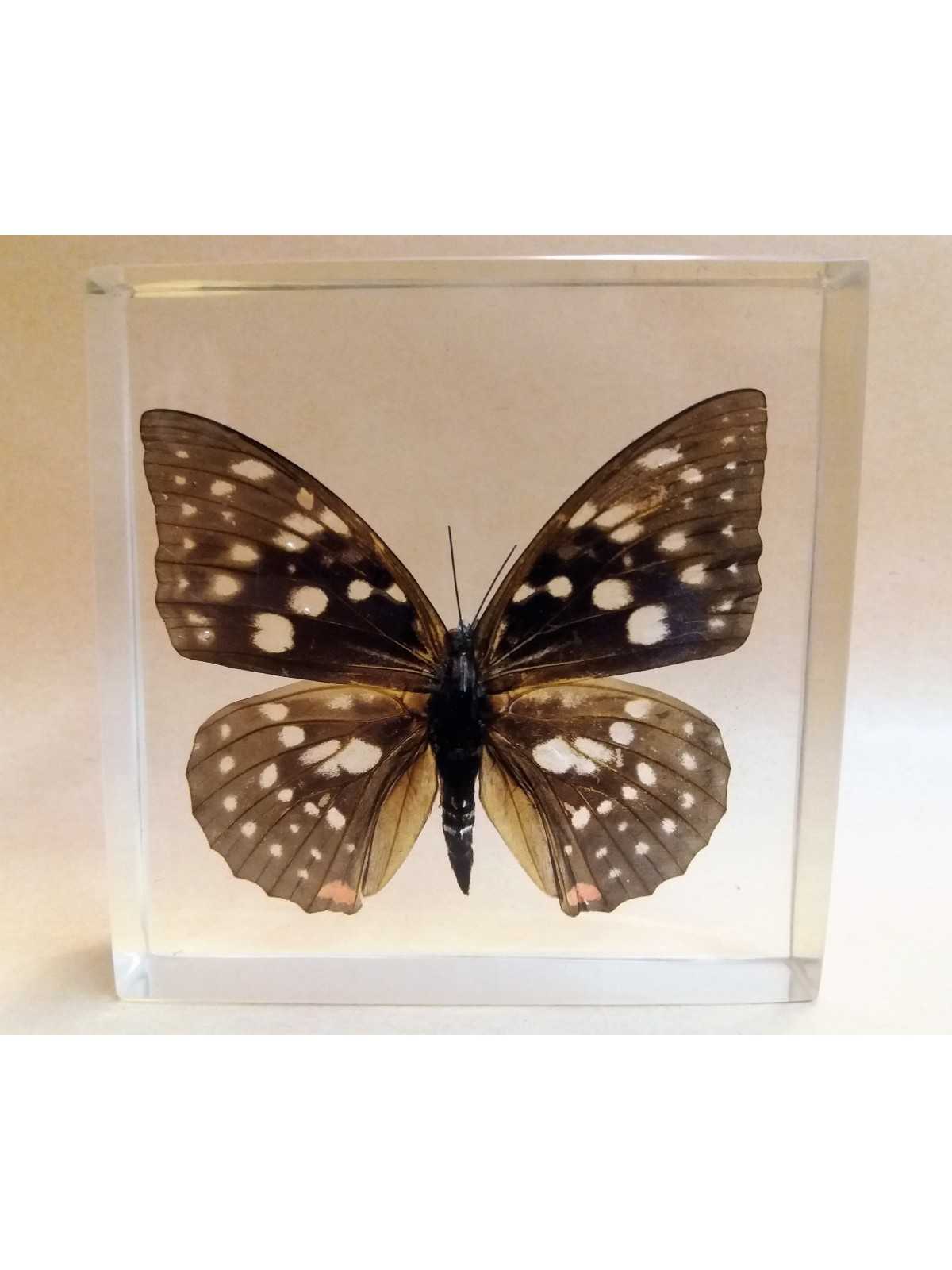 REAL INSECT - INSETTO SOTTO RESINA "FARFALLA" R.1 BUTTERFLY PAPERWEIGHT 9x9 Cm