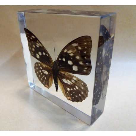 REAL INSECT - INSETTO SOTTO RESINA "FARFALLA" R.1 BUTTERFLY PAPERWEIGHT 9x9 Cm