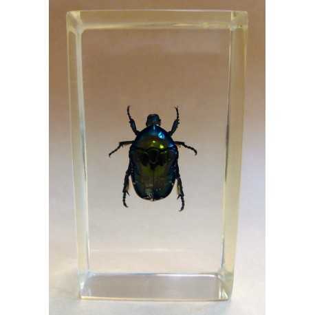 REAL INSECT - INSETTO SOTTO RESINA "SCARABEO" CETONIA DORATA PAPERWEIGHT 4x7 Cm