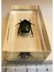 REAL INSECT - INSETTO SOTTO RESINA "SCARABEO" CETONIA DORATA PAPERWEIGHT 4x7 Cm